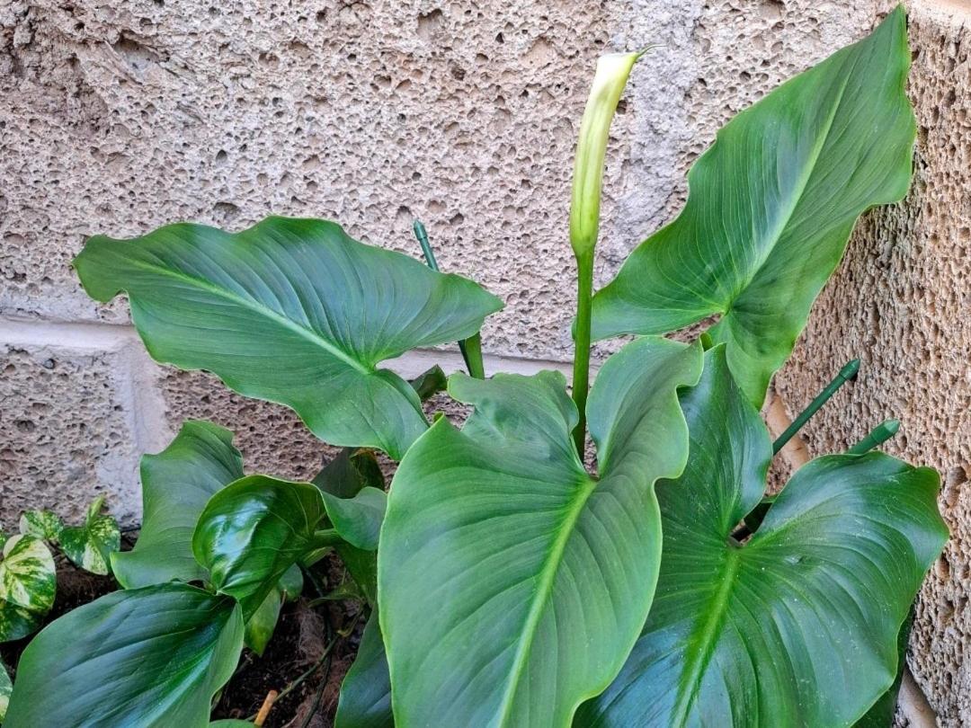 Habitacion Doble Con Bano Y Terraza Privada El Médano المظهر الخارجي الصورة